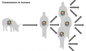 swine_flu_pig_to_humans