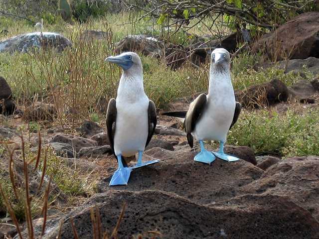 Galapagos, Ecuador