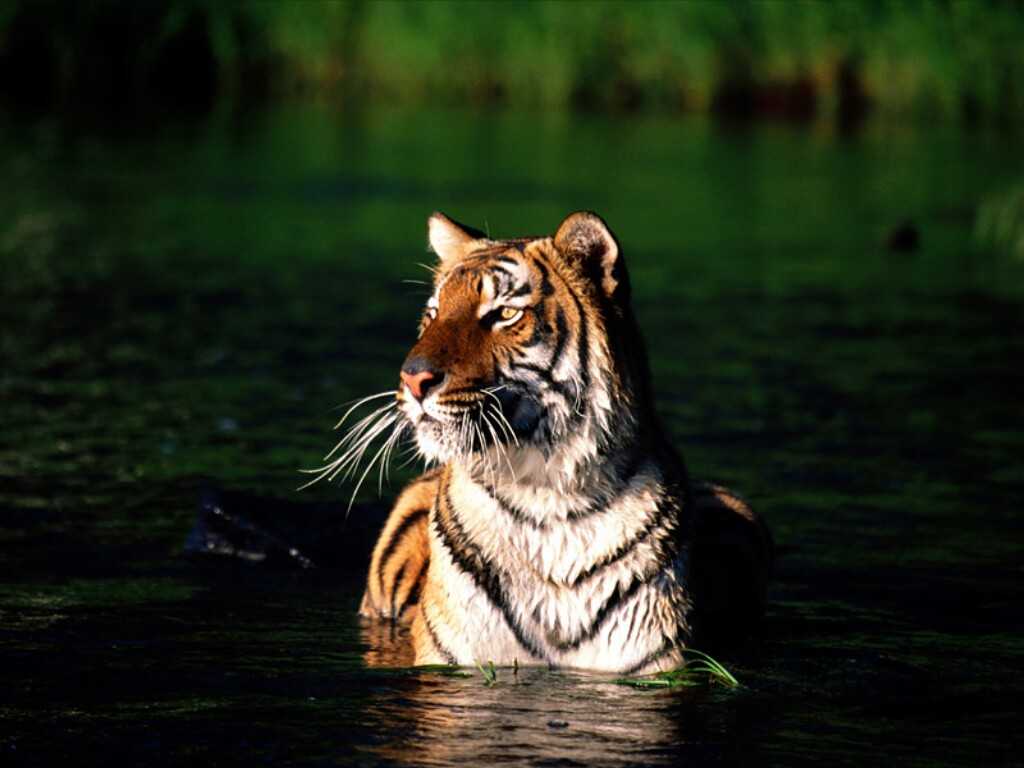  Sundarbans, India, Bangladesh