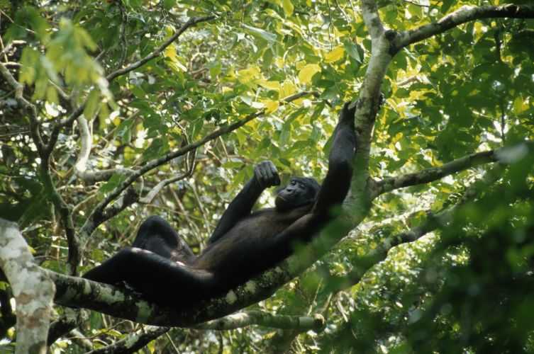 Congo Basin, Africa