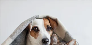 Planning a Family Party at National Pet Day